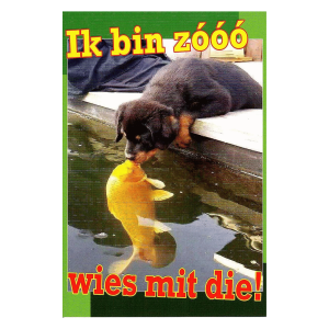 Wenskaart Gronings – Ik bin zóóó wies mit die!